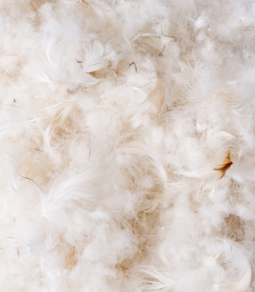 Gros plan sur le garnissage duvet et plumes de canard du traversin Tediber