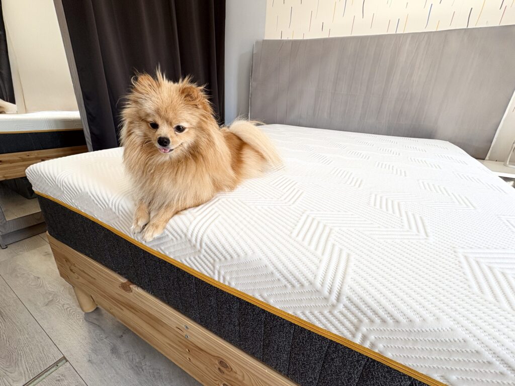 Matelas Emma Original Pro installé dans une chambre, un petit chien assis dessus